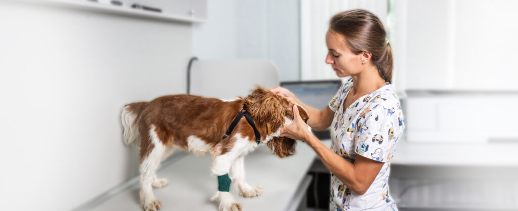 Pros and Cons of Veterinary Practice Brokers in 2023